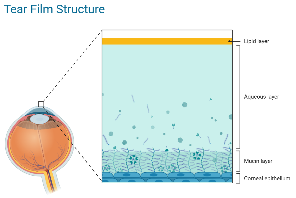 Anatomie du film lacrymal : couche lipidique, couche aqueuse et couche mucinique protégeant la surface oculaire