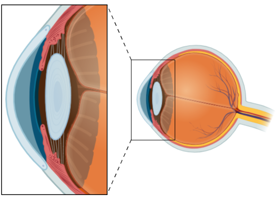 Anatomie du segment ant&eacute;rieur de l'&oelig;il&nbsp;: corn&eacute;e, iris, cristallin, angle irido-corn&eacute;en et trab&eacute;culum par o&ugrave; s'&eacute;vacue l'humeur aqueuse